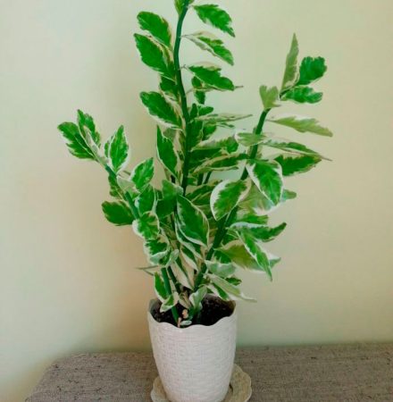 Pedilanthus - foto, cuidados, especie, descripción, propagación, planta de interior