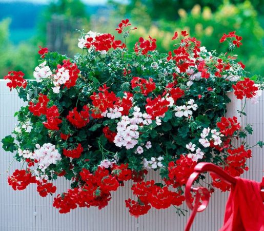 Pelargonio ampeloso: foto, cuidados, tipos, descripción, propagación, planta de interior