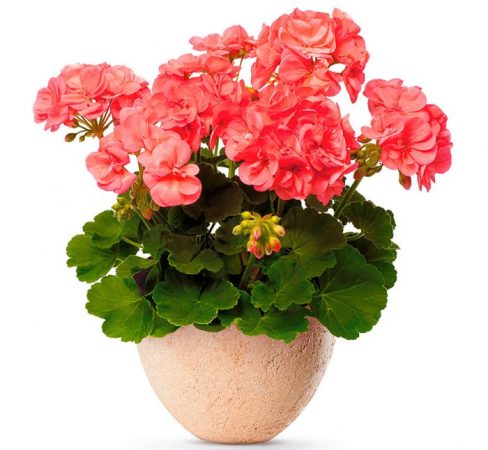 Pelargonio zonal: foto, cuidados, especies, descripción, propagación, planta de interior.