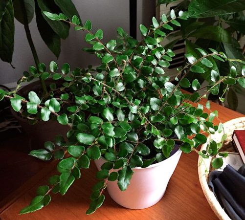 Pellea - foto, cuidados, especie, descripción, propagación, planta de interior