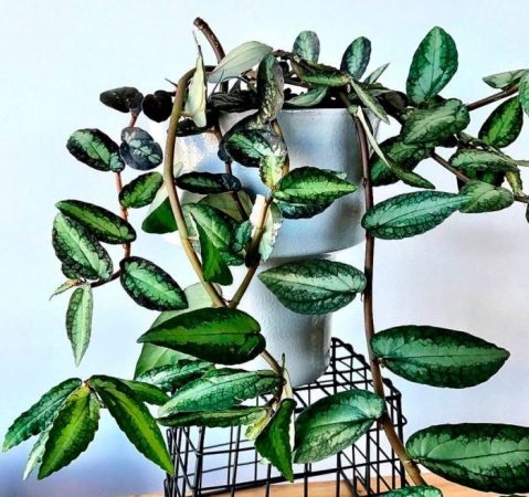 Pellionia - foto, cuidados, especie, descripción, propagación, planta de interior