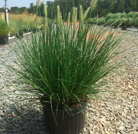 Pennisetum - foto, cuidados, especie, descripción, reproducción