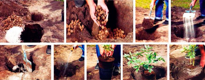 Peonías: foto, cuidados, tipos, descripción, propagación.