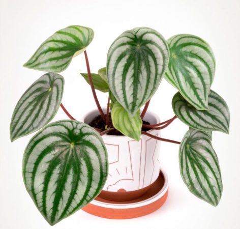 Peperomia - foto, cuidados, especie, descripción, propagación, planta de interior