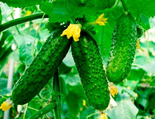 Pepinos - foto, plantación, cuidado, cultivo