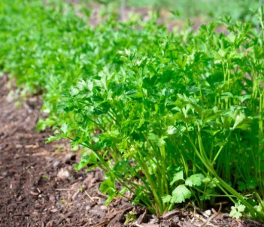 Perejil - foto, plantación, cuidados, cultivo