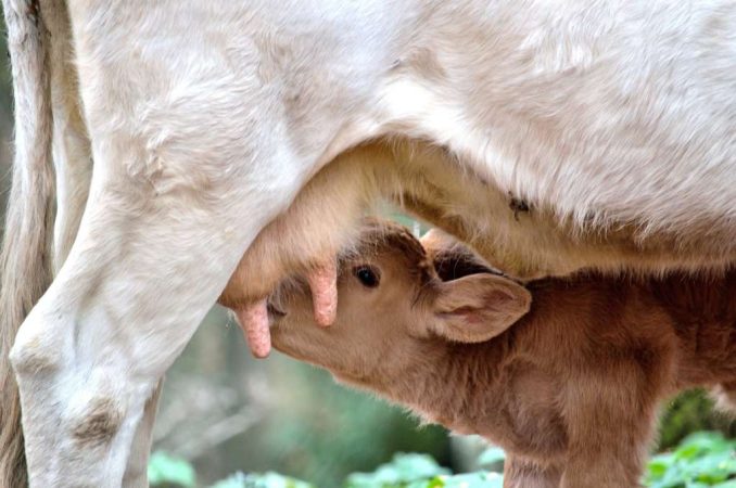 Periodo de lactancia en las vacas: tiempos, fases y alimentación