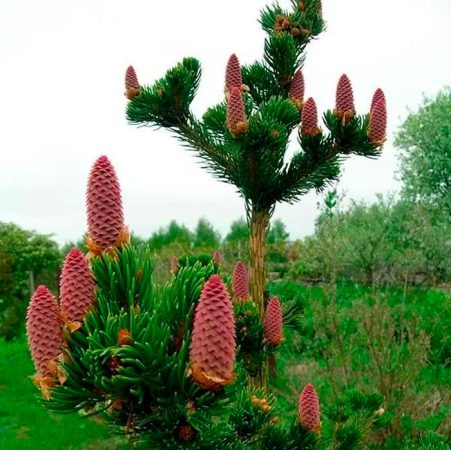 Picea Lucky Strike: foto, plantación, cuidados, cultivo, descripción, tipos