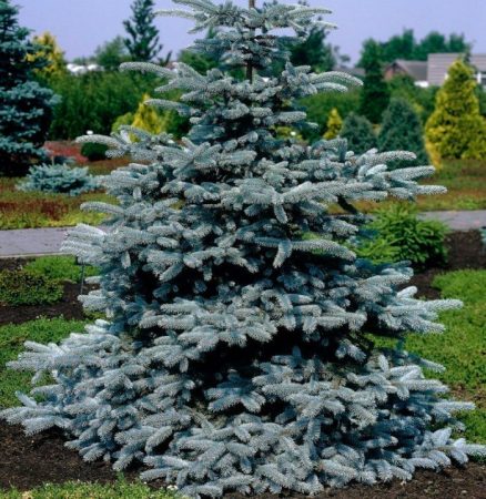 Picea azul: foto, plantación, cuidados, cultivo, descripción, tipos