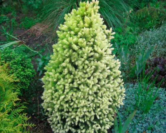 Picea canadiense Daisy White: foto, plantación, cuidados, cultivo, descripción, tipos