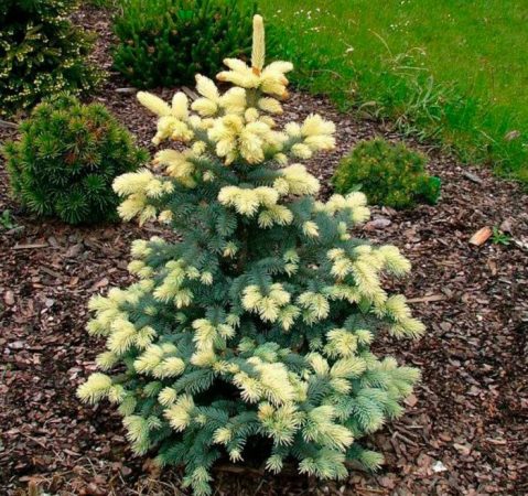 Picea de Bialobok: foto, plantación, cuidados, cultivo, descripción, tipos