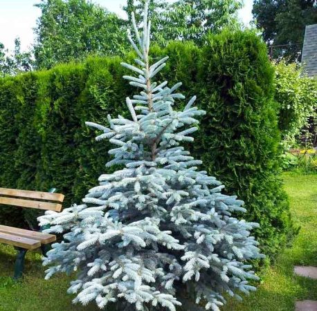 Picea espinosa Keibab - foto, plantación, cuidados, cultivo, descripción, tipos