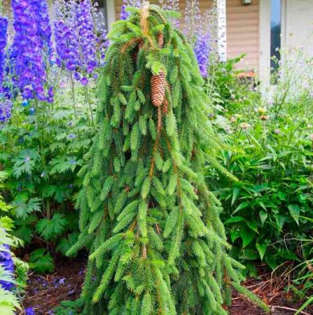 Picea inversa - foto, plantación, cuidados, cultivo, descripción, tipos