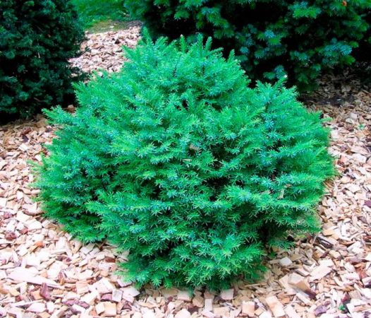 Picea serbia Karel: foto, plantación, cuidados, cultivo, descripción, tipos