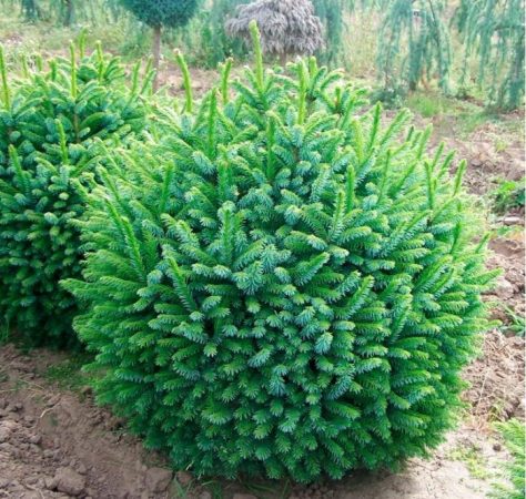 Picea serbia Nana: foto, plantación, cuidados, cultivo, descripción, tipos
