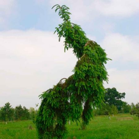 Picea serbia Pendula: foto, plantación, cuidados, cultivo, descripción, especie