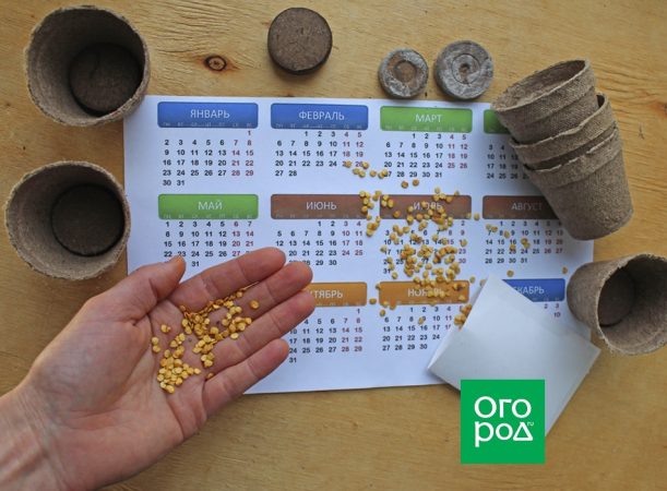 Época de siembra del pimiento