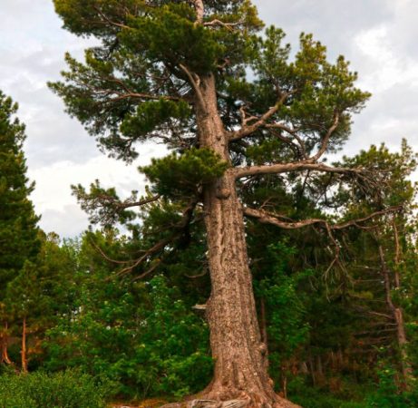 Pino cedro: foto, plantación, cuidados, cultivo, descripción, tipos