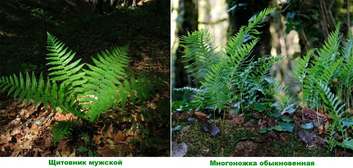 Plantas perennes que aman la sombra para el jardín.