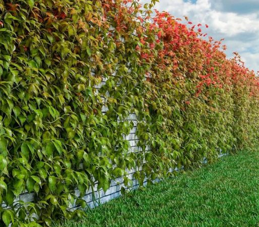 Plantas trepadoras para vallas: foto, plantación, cuidados, cultivo, descripción, tipos.