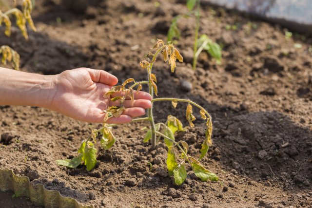 Plántulas plantadas congeladas: ¿tratarlas o tirarlas?