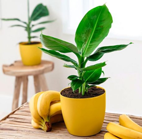 Plátano casero: foto, cuidados, tipos, descripción, propagación, planta de interior.