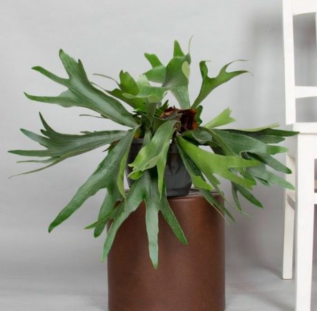 Platycerium - foto, cuidados, especie, descripción, propagación, planta de interior
