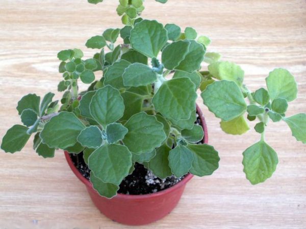 Plectranthus - foto, cuidados, especie, descripción, propagación, planta de interior