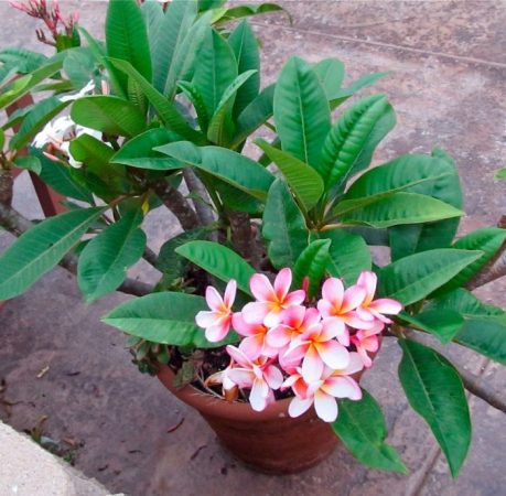 Plumeria - foto, cuidados, especies, descripción, propagación, planta de interior