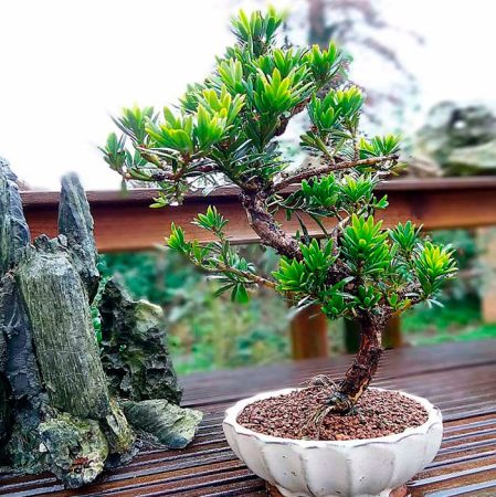 Podocarpus - foto, cuidados, especie, descripción, propagación, planta de interior