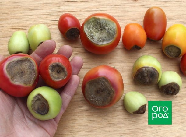 Podredumbre apical del tomate: causas y métodos de control