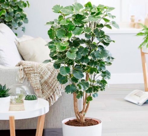 Polyscias - foto, cuidado, especie, descripción, propagación, planta de interior
