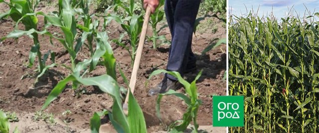 Por qué el maíz no tiene mazorcas: 4 razones principales
