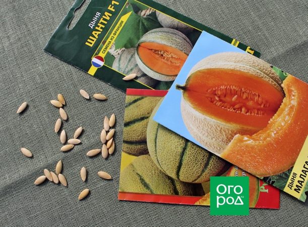 Por qué el melón no es dulce: 7 razones principales