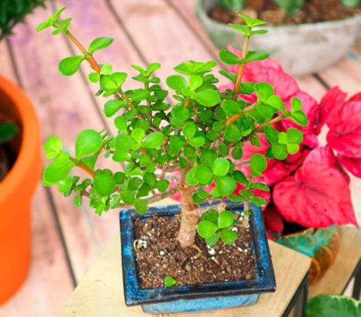 Portulacaria - foto, cuidados, especie, descripción, propagación, planta de interior