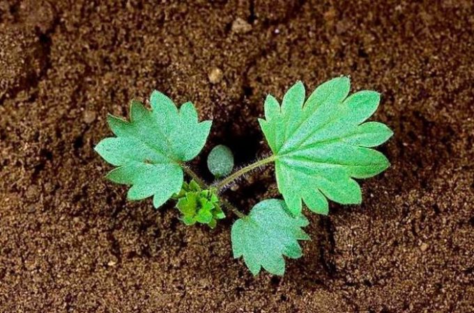 Potentilla - foto, cuidados, especies, descripción, propagación