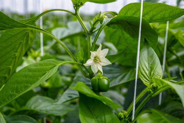 Preguntas eternas: ¿Es posible plantar pimientos dulces y picantes uno al lado del otro?