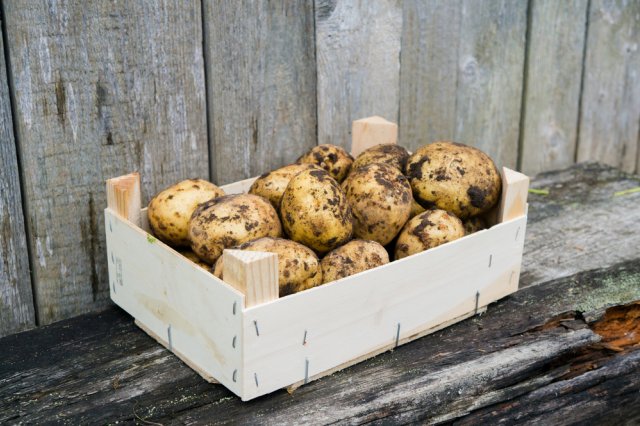 Preparación de patatas para la siembra: instrucciones paso a paso