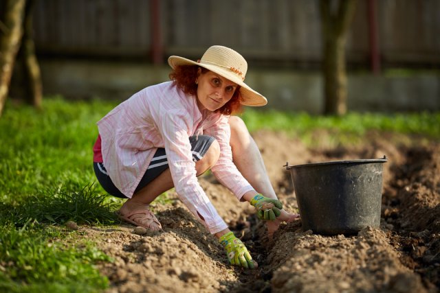 Preparar las camas para las patatas: lo más importante que hacer en otoño