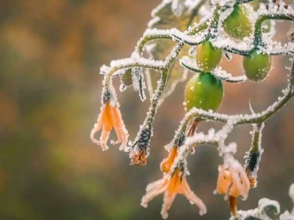 Primavera fría: ¿A qué temperatura mueren los tomates?