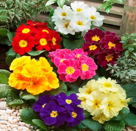 Primula acaulis - foto, cuidados, especie, descripción, propagación, planta de interior