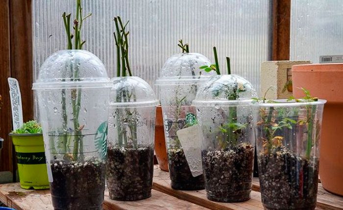 Propagación de rosas por esquejes en casa: foto, cuidados, tipos, descripción, propagación.