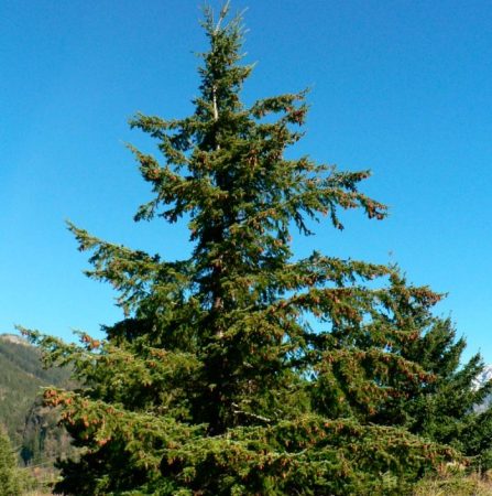Pseudotsuga menziesii - foto, plantación, cuidados, cultivo, descripción, tipos