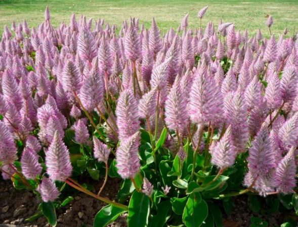 Ptilotus - foto, cuidados, especie, descripción, reproducción