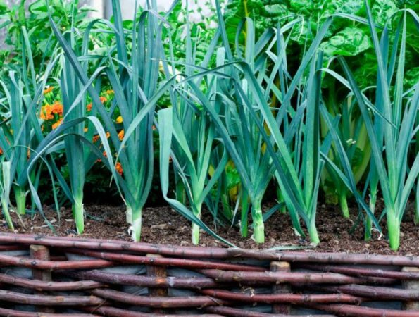 Puerro - foto, plantación, cuidados, cultivo