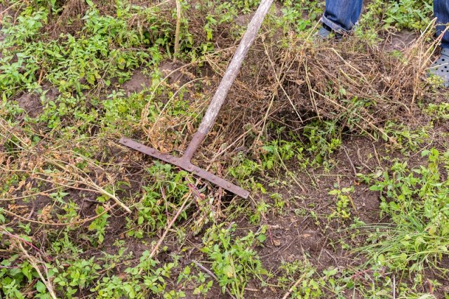 Qué hacer con la hierba de patata en otoño: instrucciones paso a paso