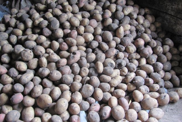 Qué patatas seleccionar para semillas y cómo almacenarlas