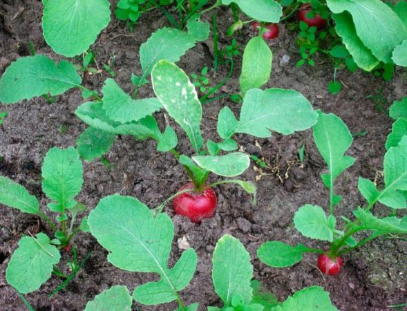 Rábano - foto, plantación, cuidado, cultivo.