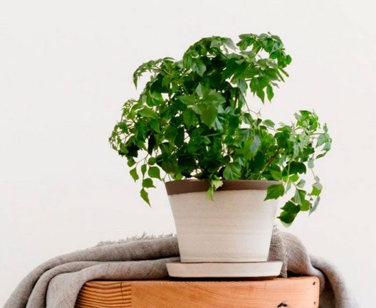 Radermachera - foto, cuidados, especie, descripción, propagación, planta de interior