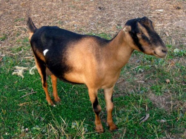 Raza de cabra Lamancha
